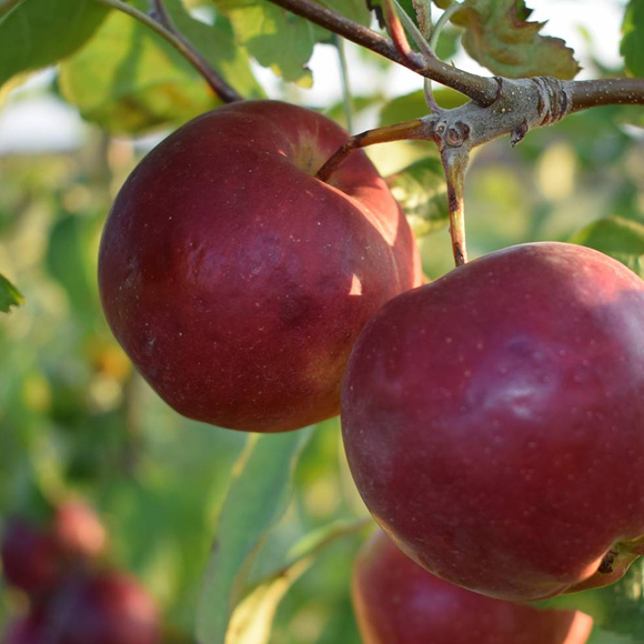 Яблоки Боско